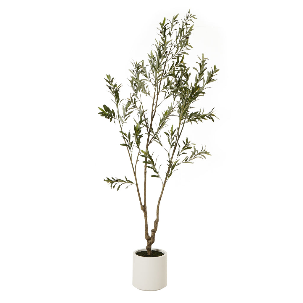 Apulia Olive Tree In White Pot 210Cm - Brown