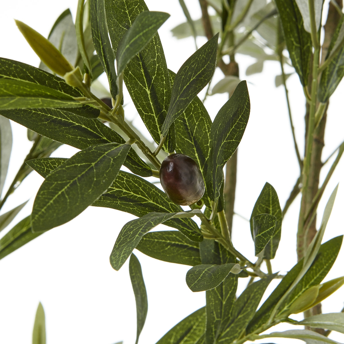 Apulia Olive Tree In White Pot 200Cm - Brown