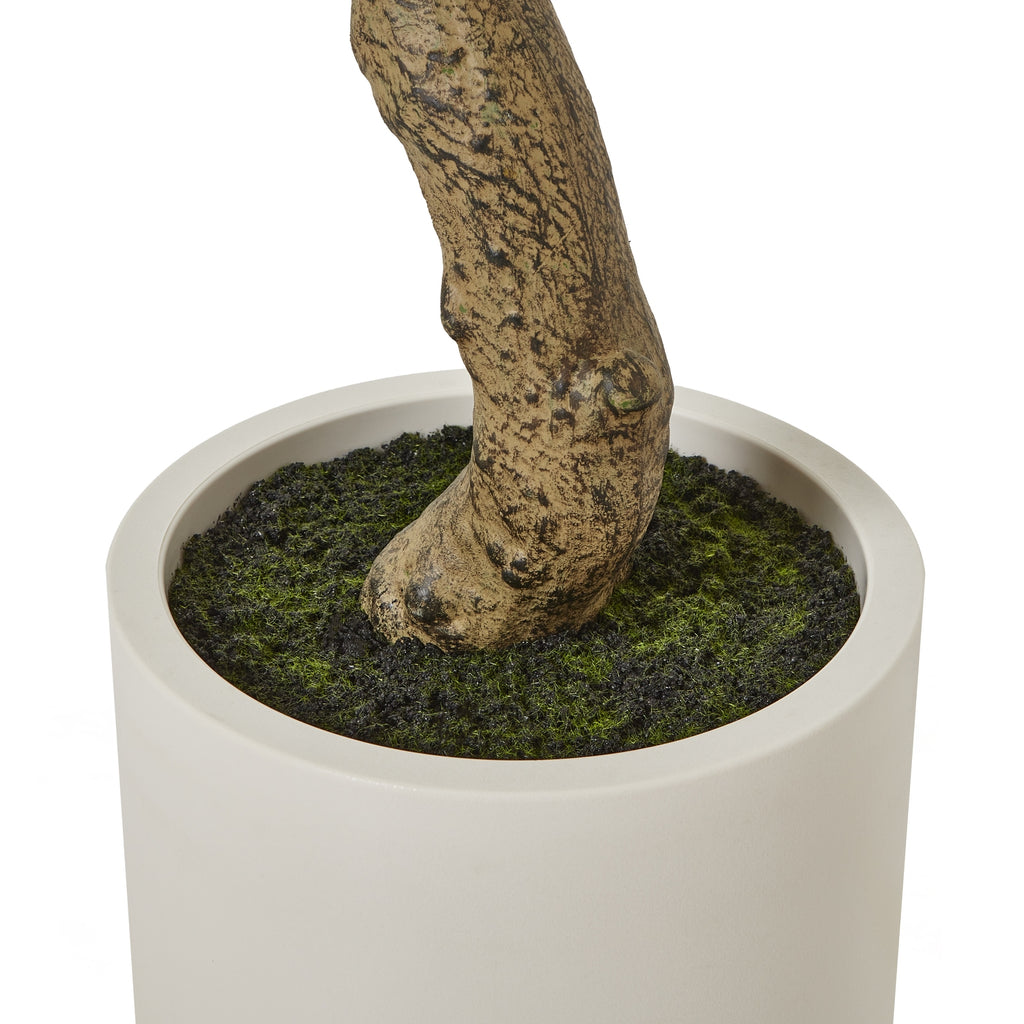 Apulia Olive Tree In White Pot 200Cm - Brown