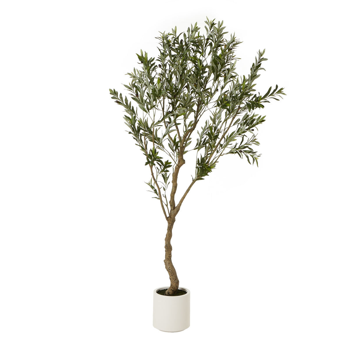 Apulia Olive Tree In White Pot 200Cm - Brown