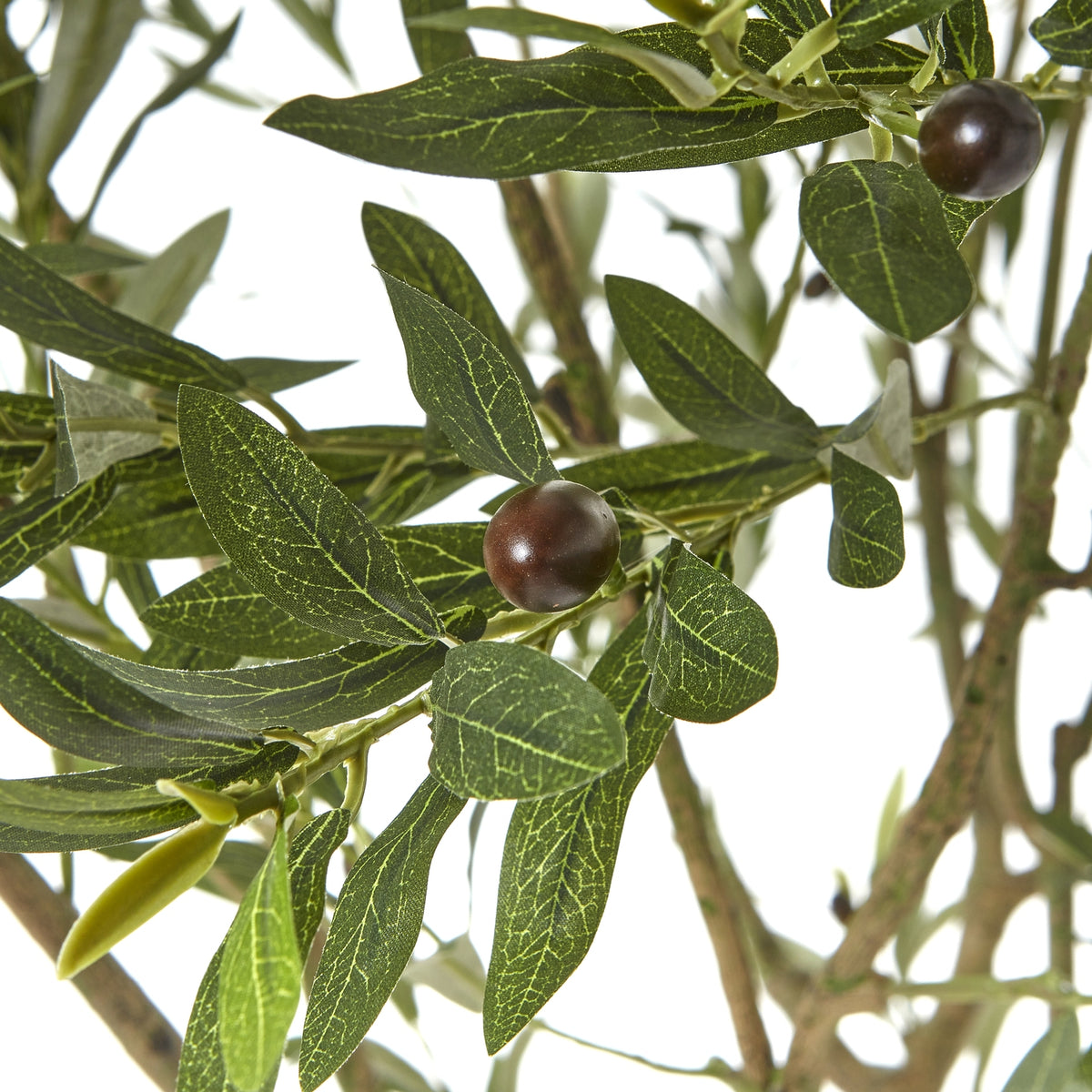 Apulia Olive Tree In White Pot 240Cm - Brown