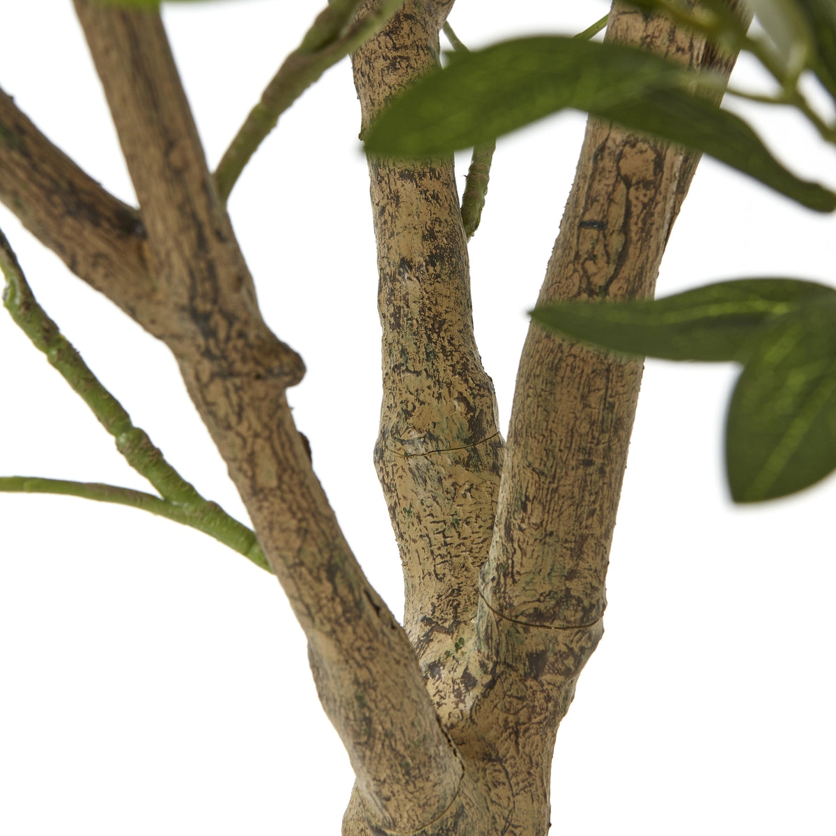 Apulia Olive Tree In White Pot 240Cm - Brown