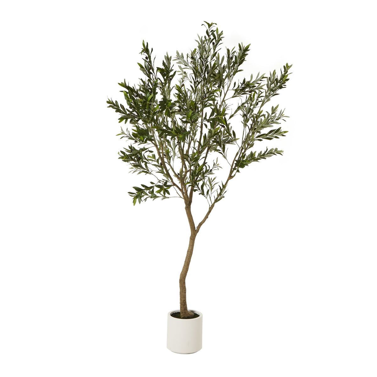 Apulia Olive Tree In White Pot 240Cm - Brown