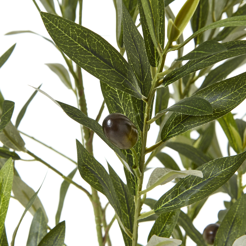 Apulia Olive Tree In White Pot 150Cm - Brown
