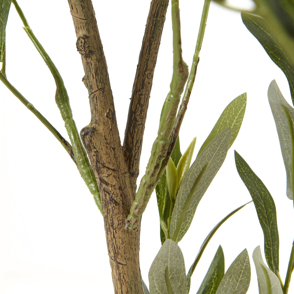 Apulia Olive Tree In White Pot 150Cm - Brown