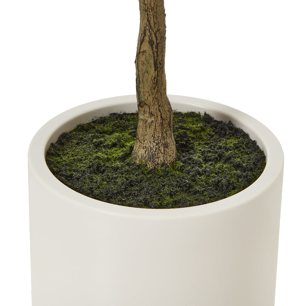 Apulia Olive Tree In White Pot 150Cm - Brown