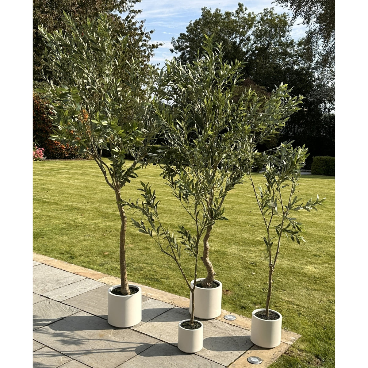Apulia Olive Tree In White Pot 150Cm - Brown