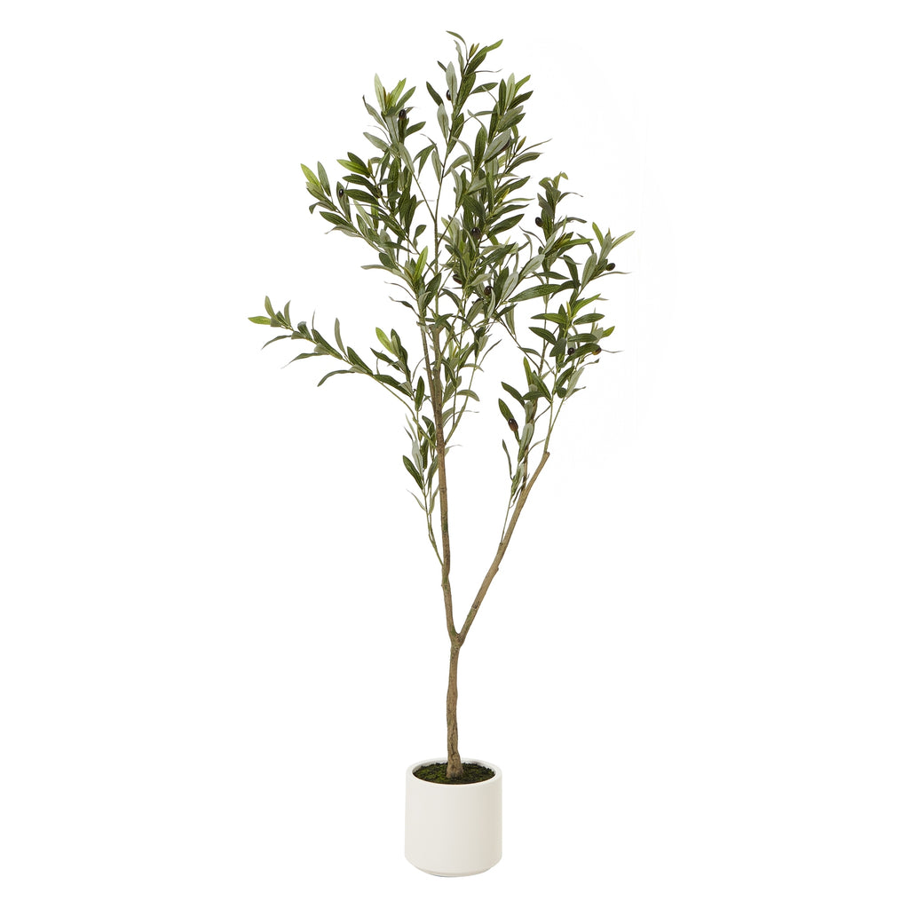 Apulia Olive Tree In White Pot 150Cm - Brown