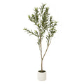Apulia Olive Tree In White Pot 150Cm - Brown
