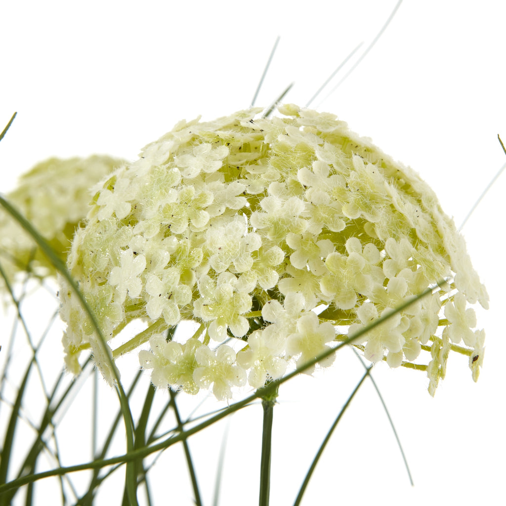 Large White Allium Plant In Pot - White