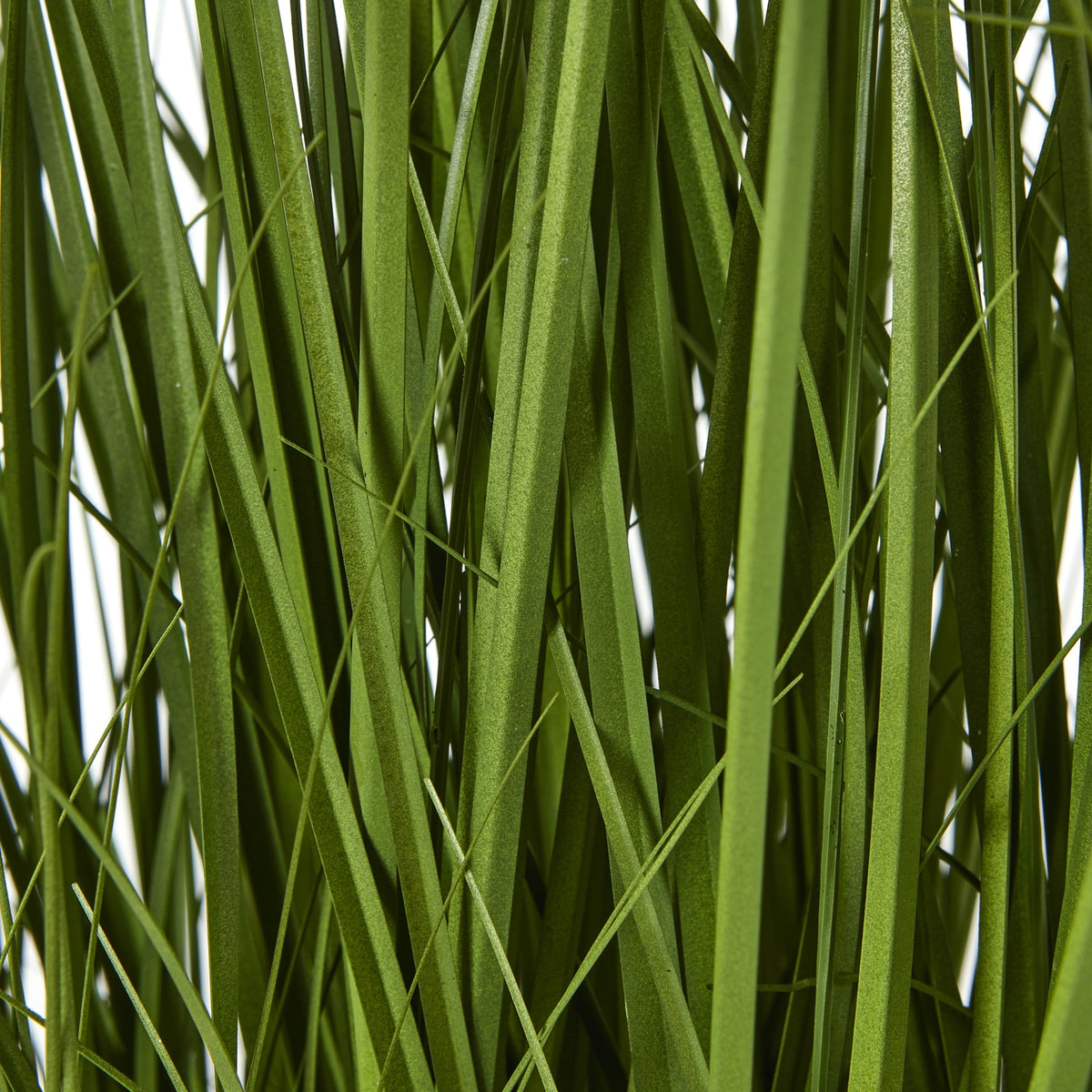 Large White Allium Plant In Pot - White