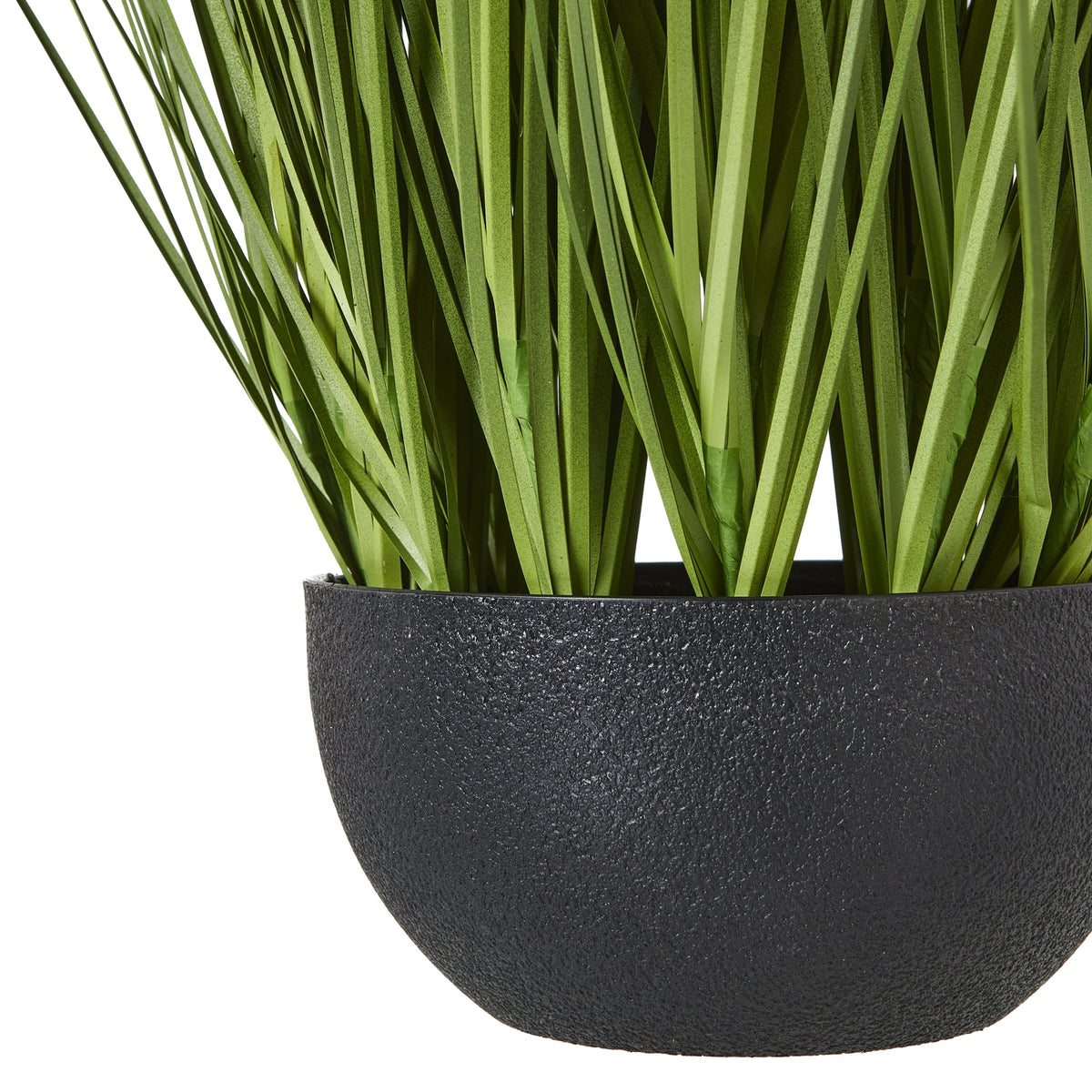 Large White Allium Plant In Pot - White