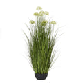Large White Allium Plant In Pot - White