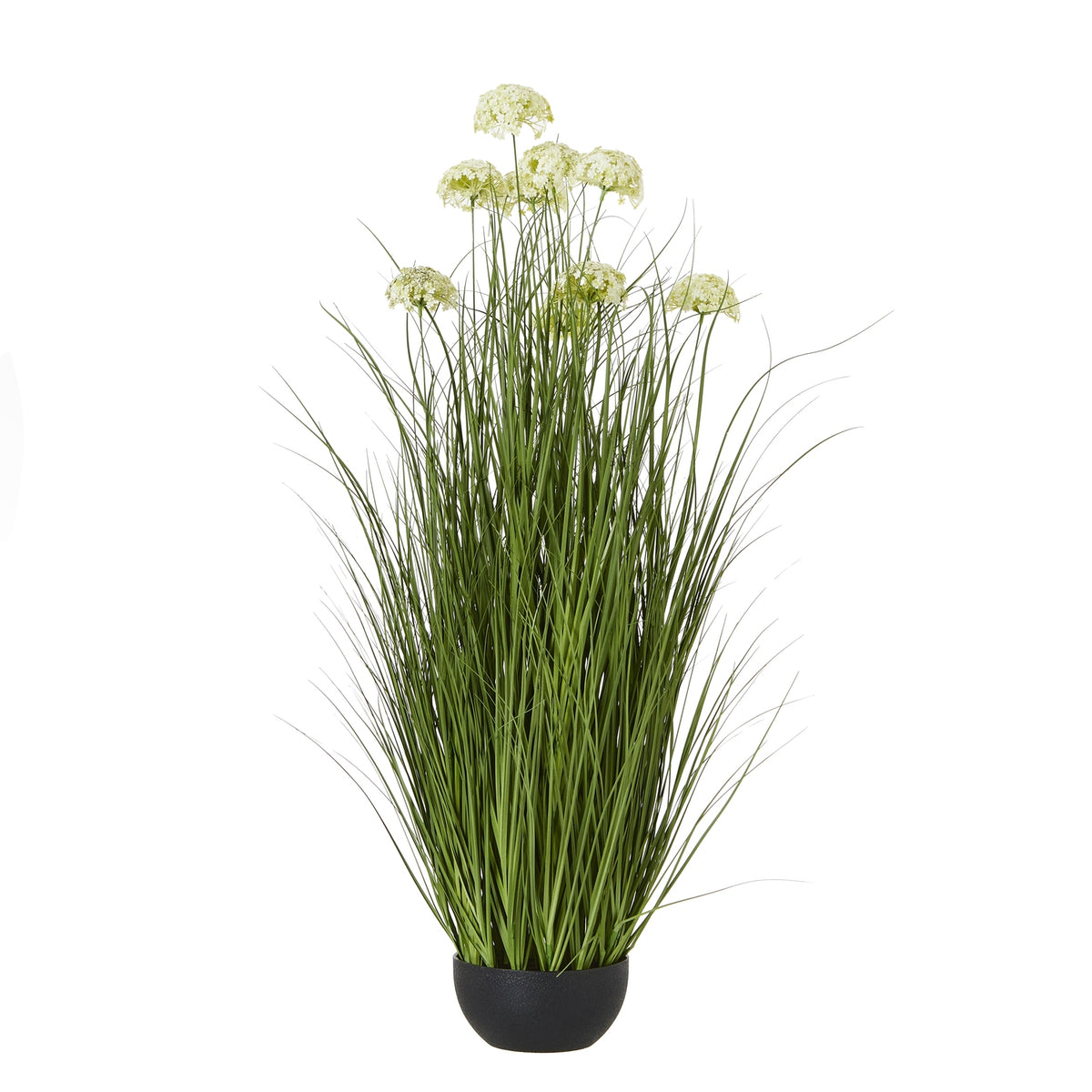 Large White Allium Plant In Pot - White