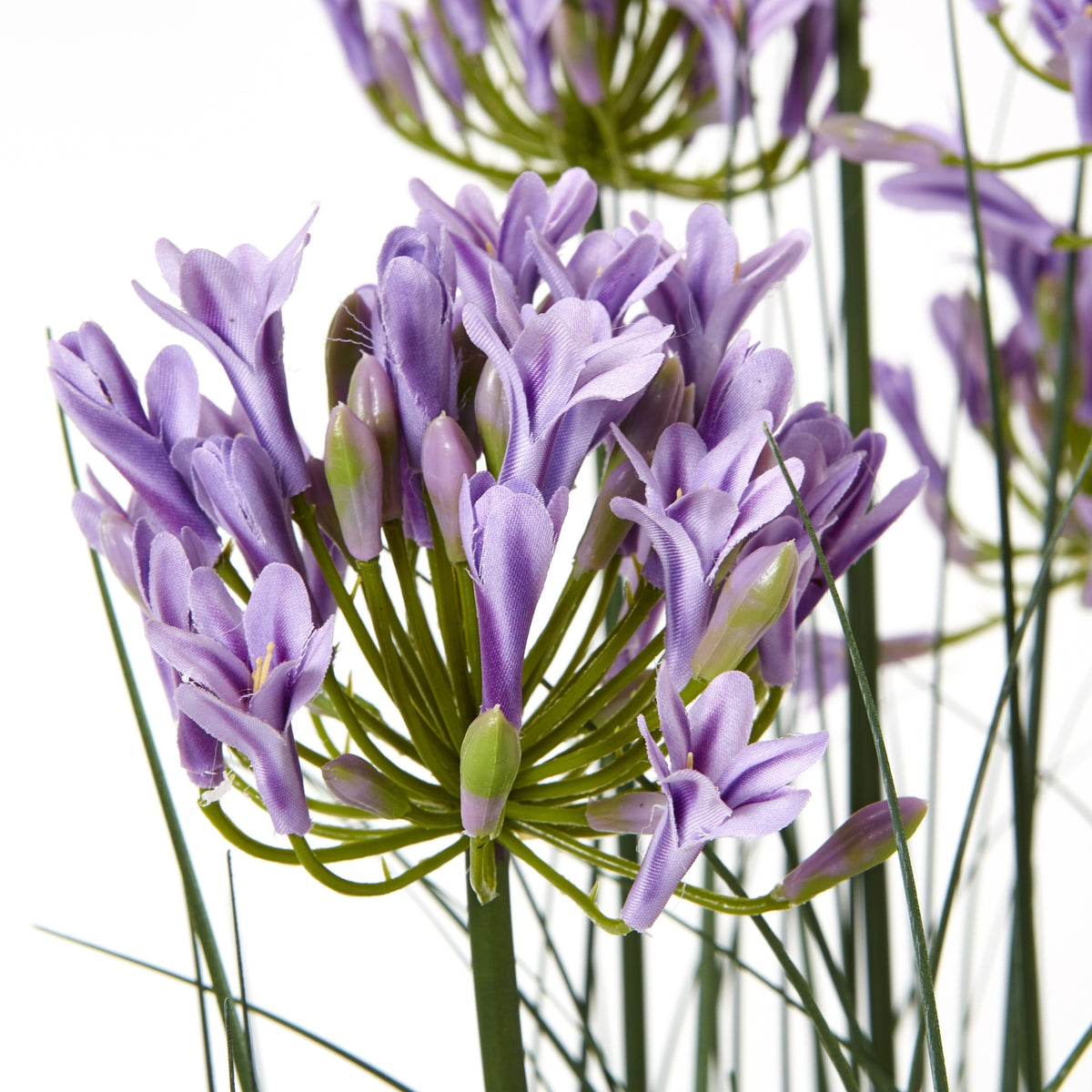 Purple Agapanthus Plant In Pot