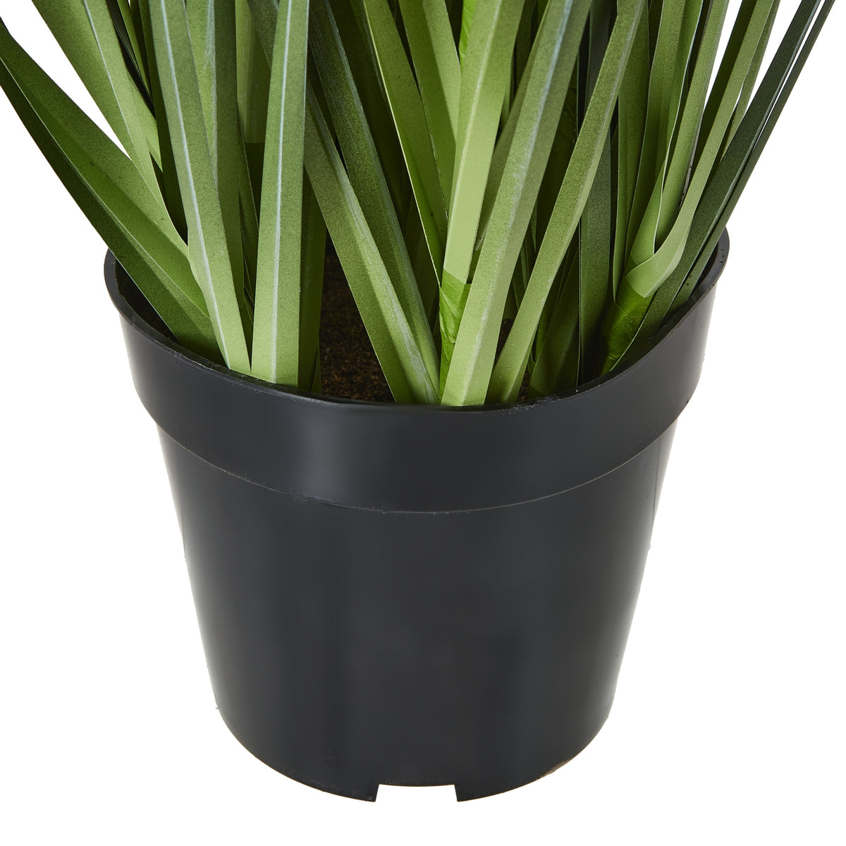 Purple Agapanthus Plant In Pot
