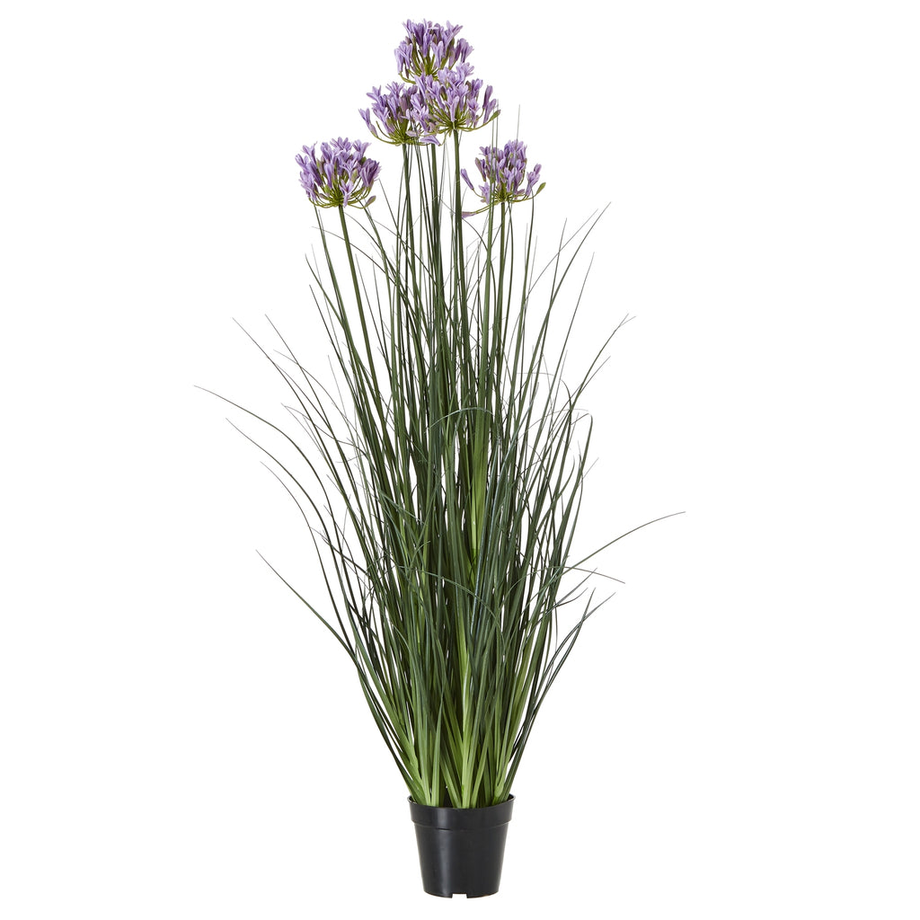 Purple Agapanthus Plant In Pot