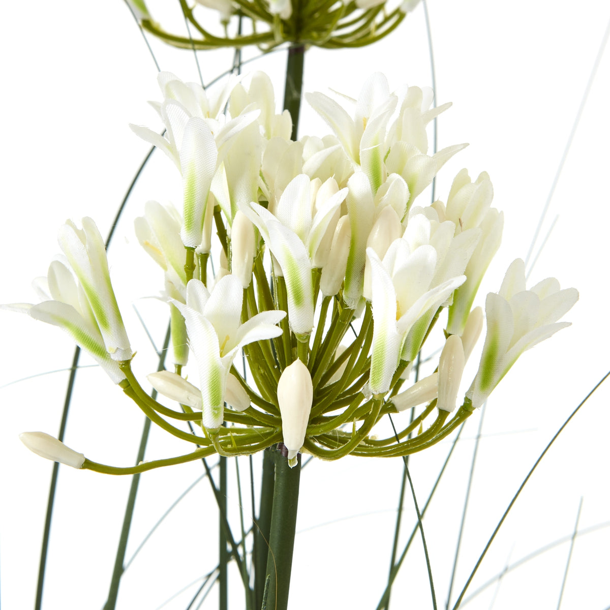 White Agapanthus Plant In Pot - White