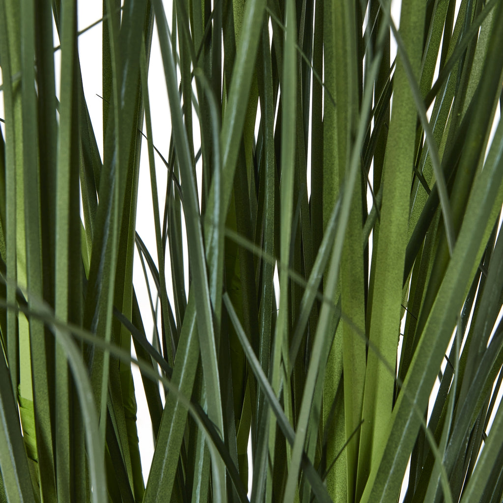 White Agapanthus Plant In Pot - White