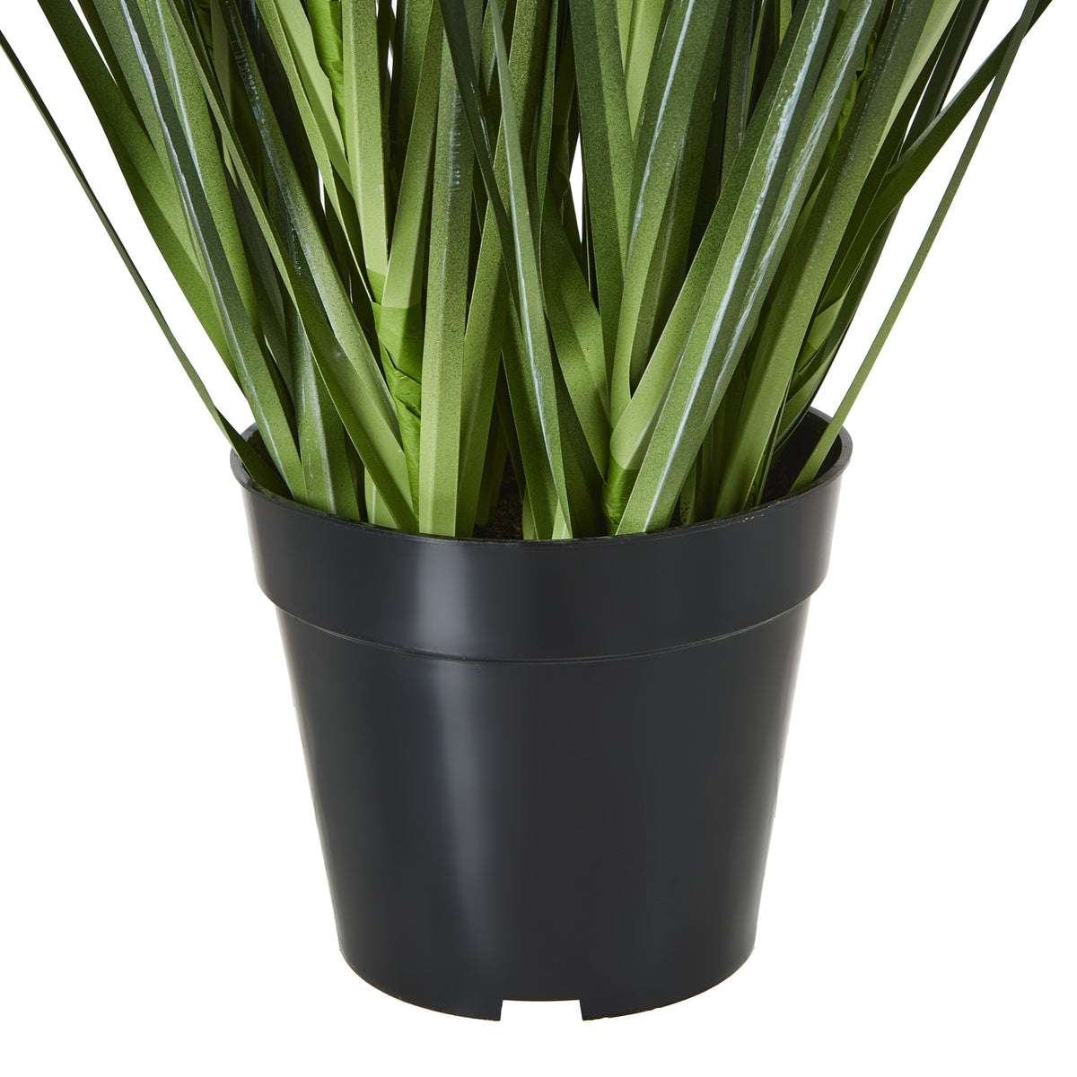 White Agapanthus Plant In Pot - White