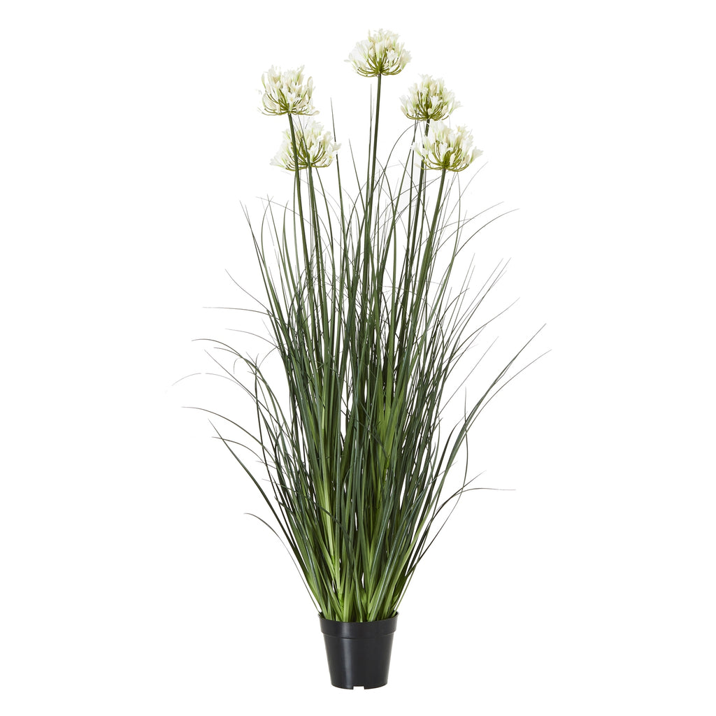 White Agapanthus Plant In Pot - White