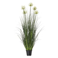 White Agapanthus Plant In Pot - White