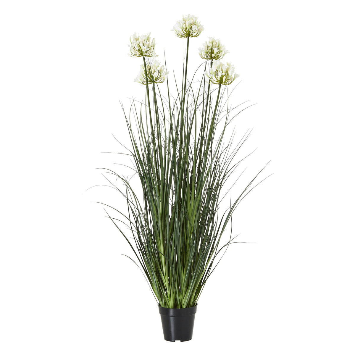 White Agapanthus Plant In Pot - White