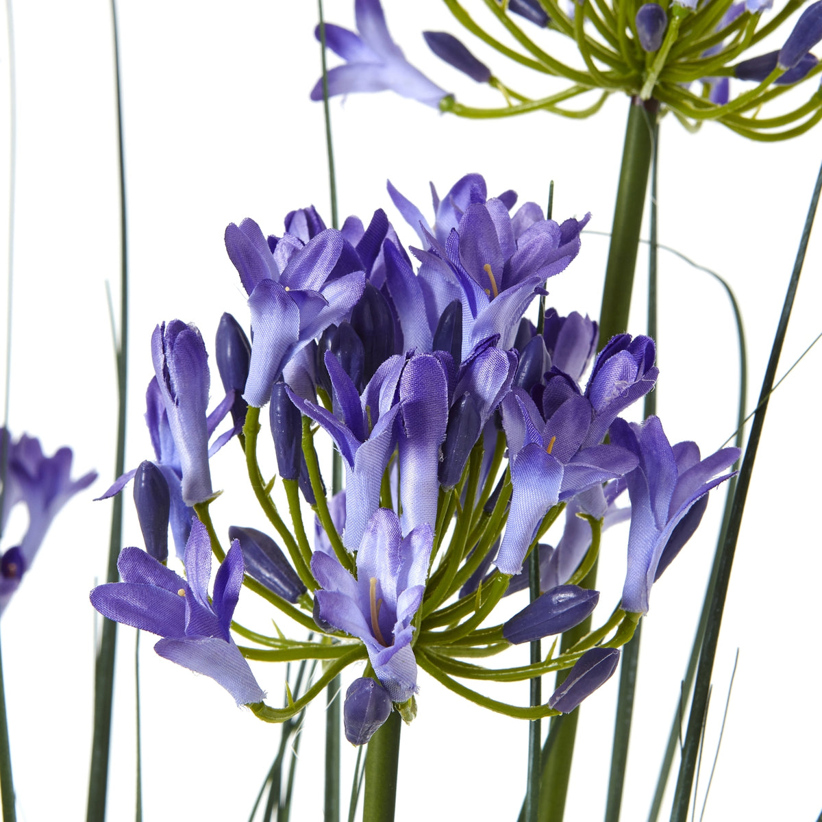 Blue Agapanthus Plant In Pot - Blue