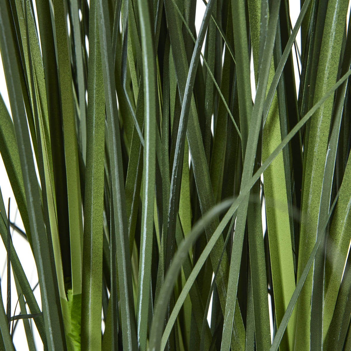 Blue Agapanthus Plant In Pot - Blue