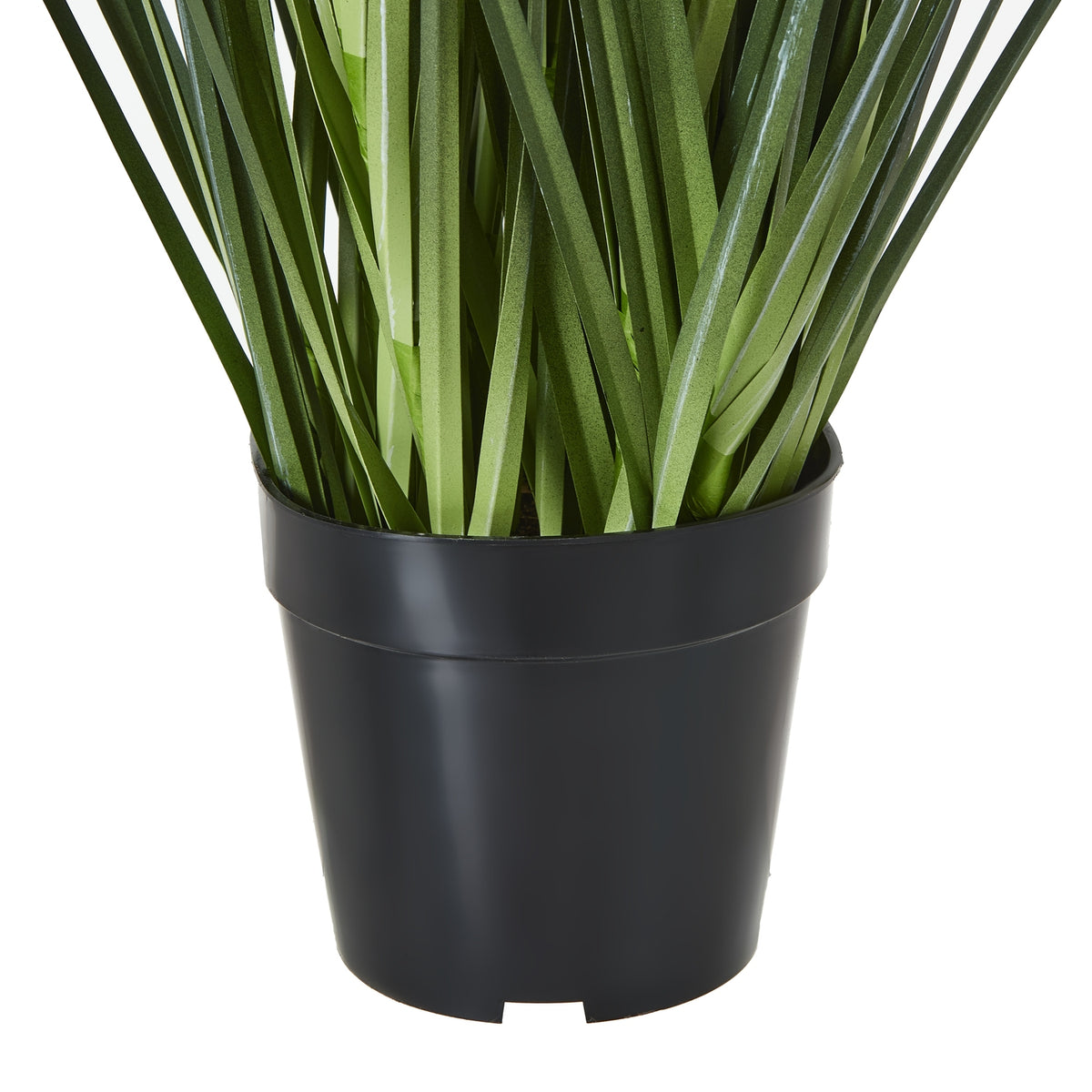 Blue Agapanthus Plant In Pot - Blue