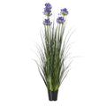 Large Blue Agapanthus Plant In Pot - Blue