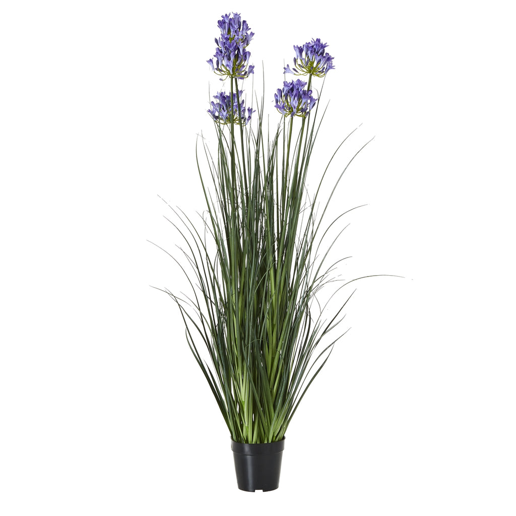 Blue Agapanthus Plant In Pot - Blue