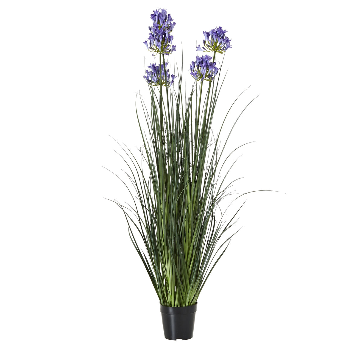Blue Agapanthus Plant In Pot - Blue