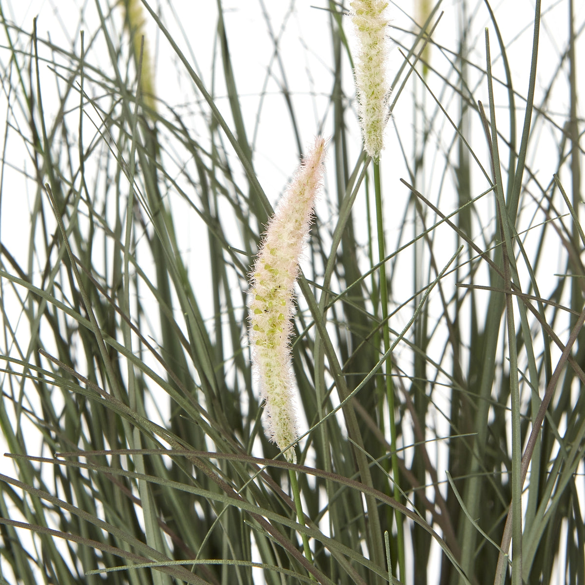 Large Fountain Grass Plant In Pot - Green