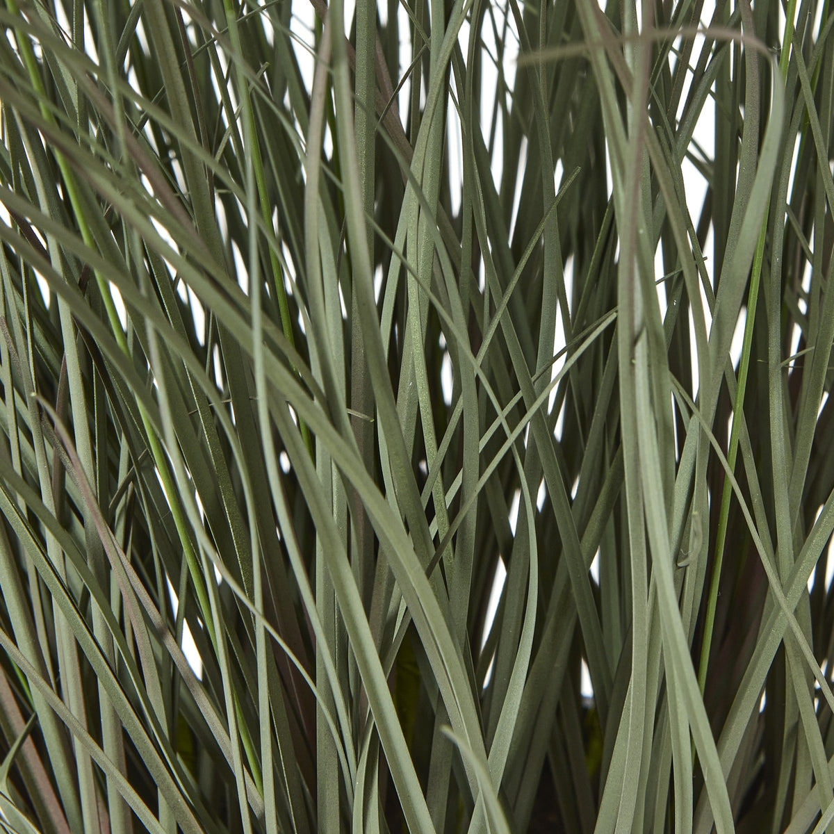 Large Fountain Grass Plant In Pot - Green