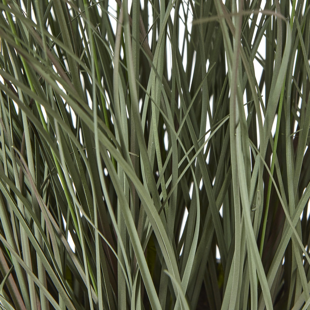 Fountain Grass Plant In Pot - Green