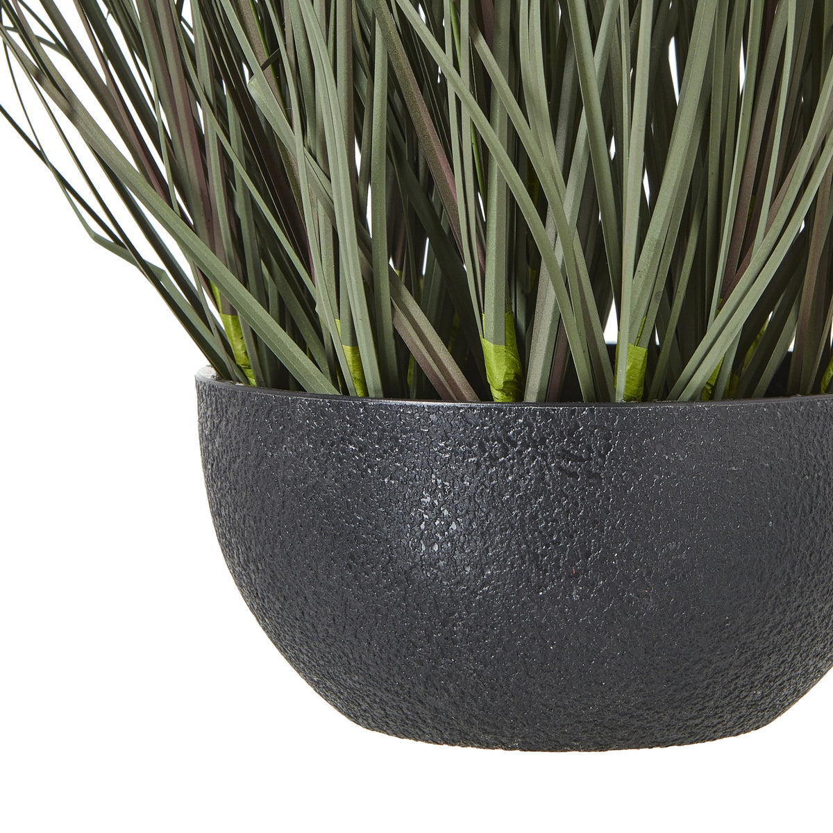 Fountain Grass Plant In Pot - Green