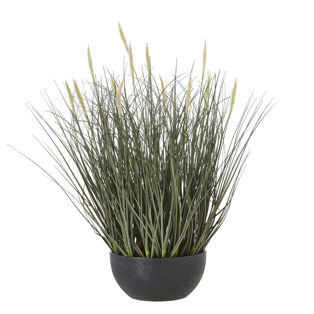 Fountain Grass Plant In Pot - Green