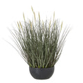 Fountain Grass Plant In Pot - Green