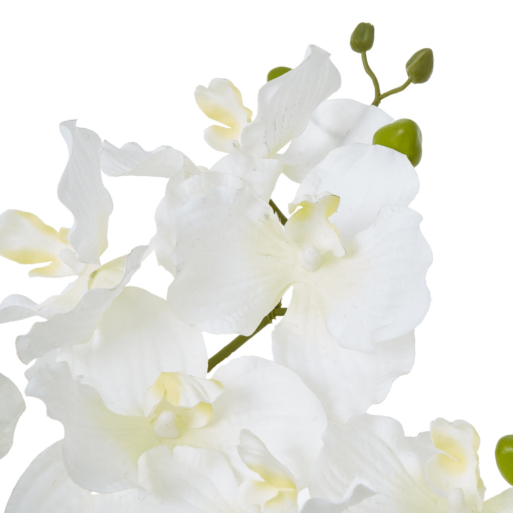 White Vanda Orchid Plant In Ceramic Pot - White