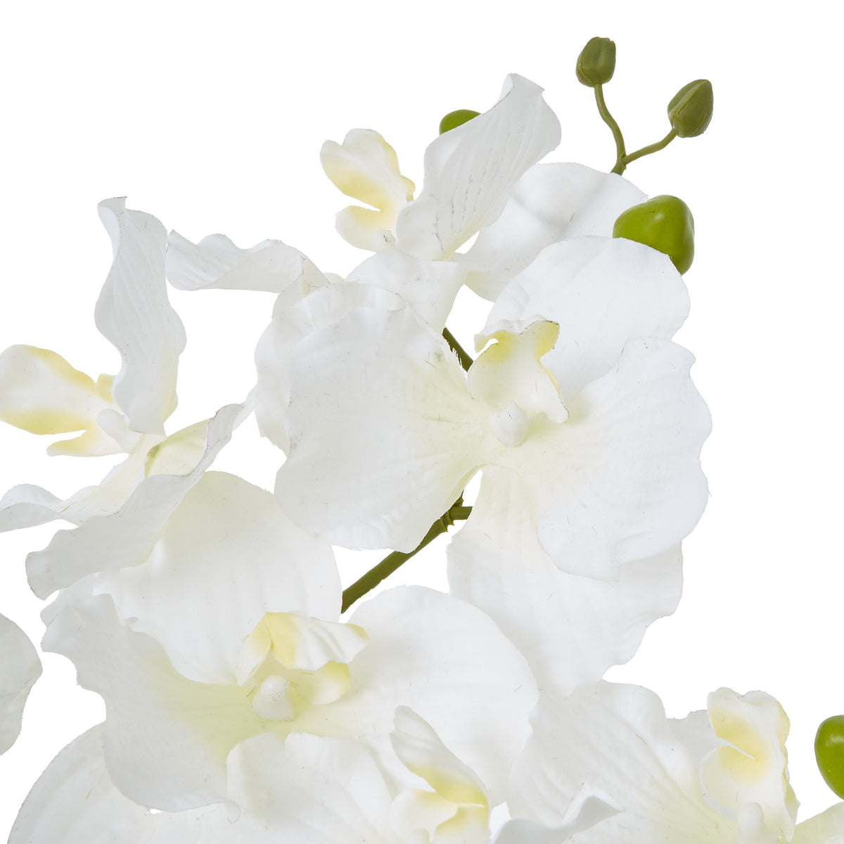 White Vanda Orchid Plant In Ceramic Pot - White