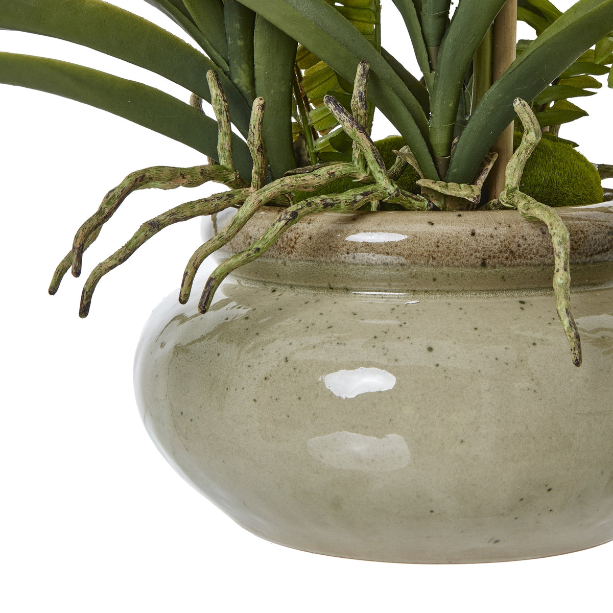 White Vanda Orchid Plant In Ceramic Pot - White