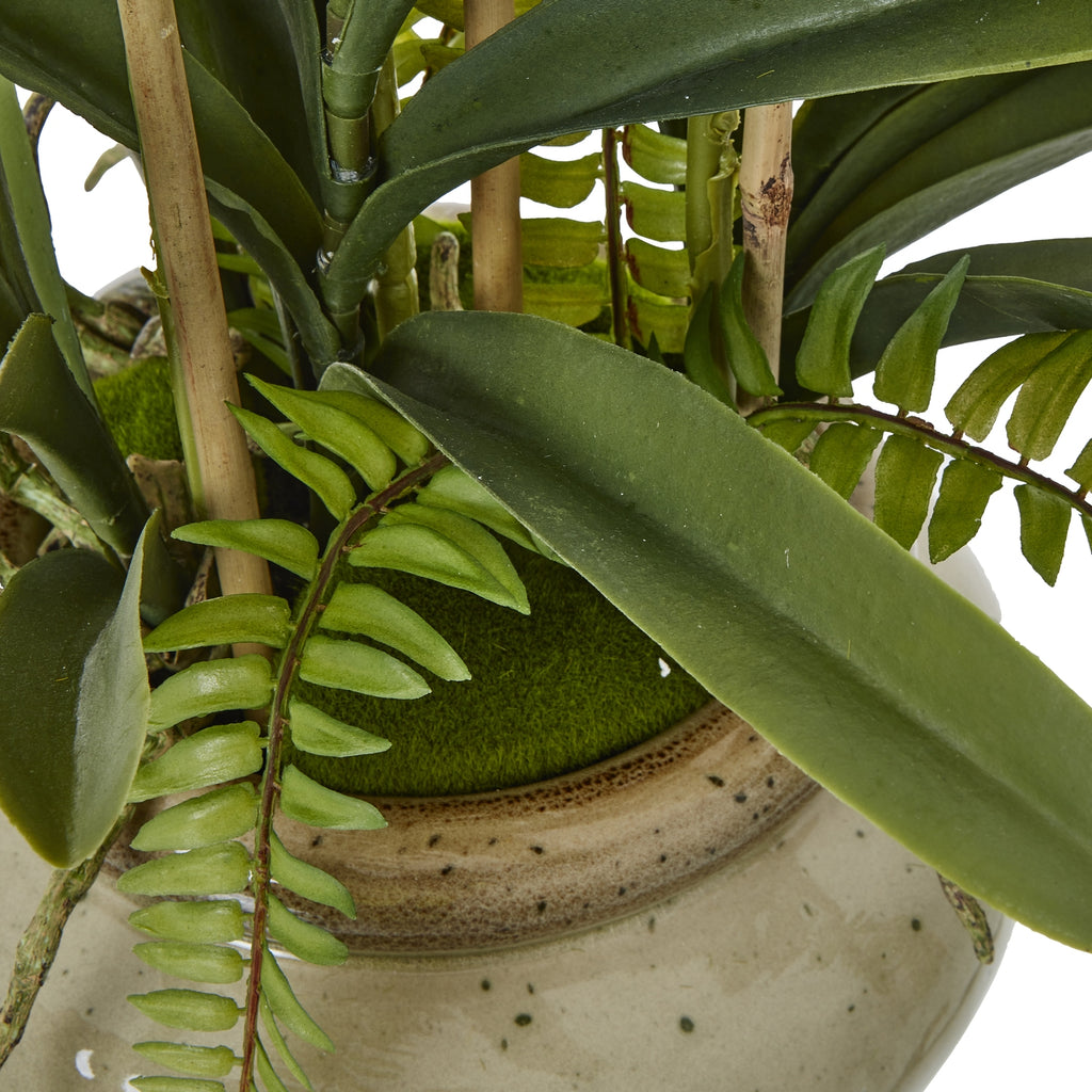 White Vanda Orchid Plant In Ceramic Pot - White