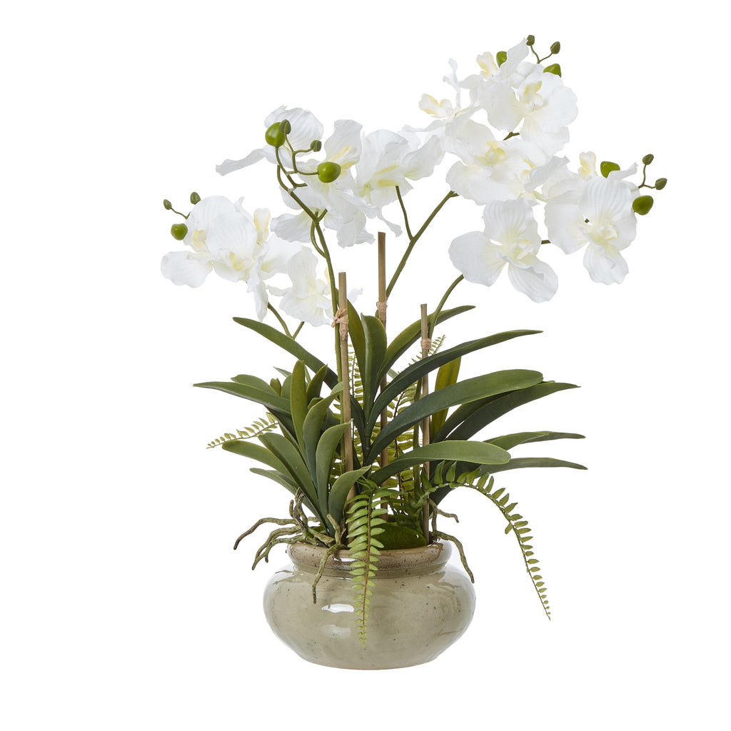 White Vanda Orchid Plant In Ceramic Pot - White