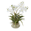 White Vanda Orchid Plant In Ceramic Pot - White