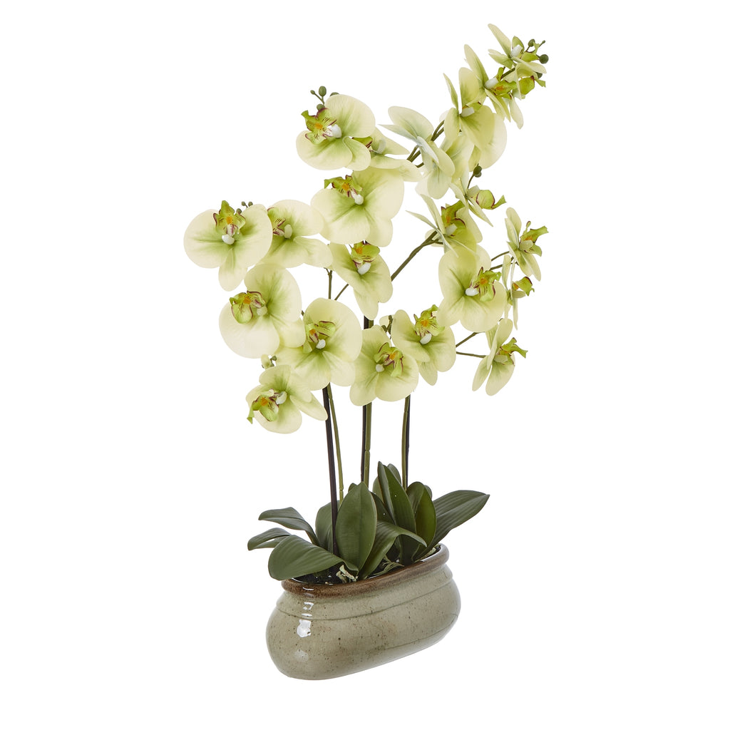 Large Green Orchid In Ceramic Pot - Green