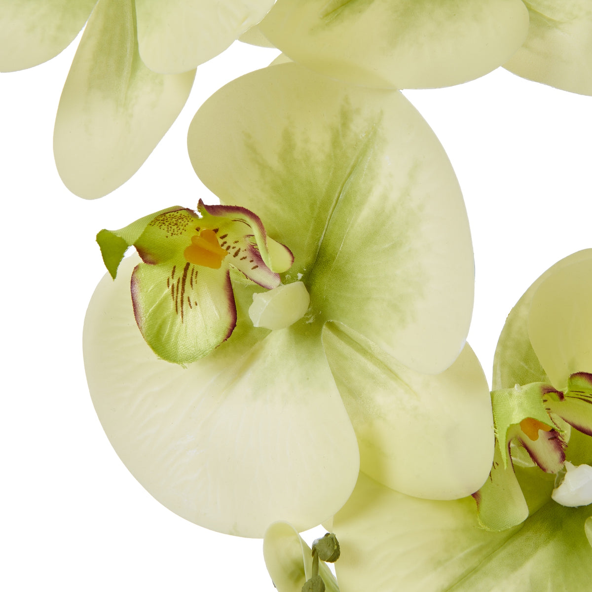 Large Green Orchid In Ceramic Pot - Green