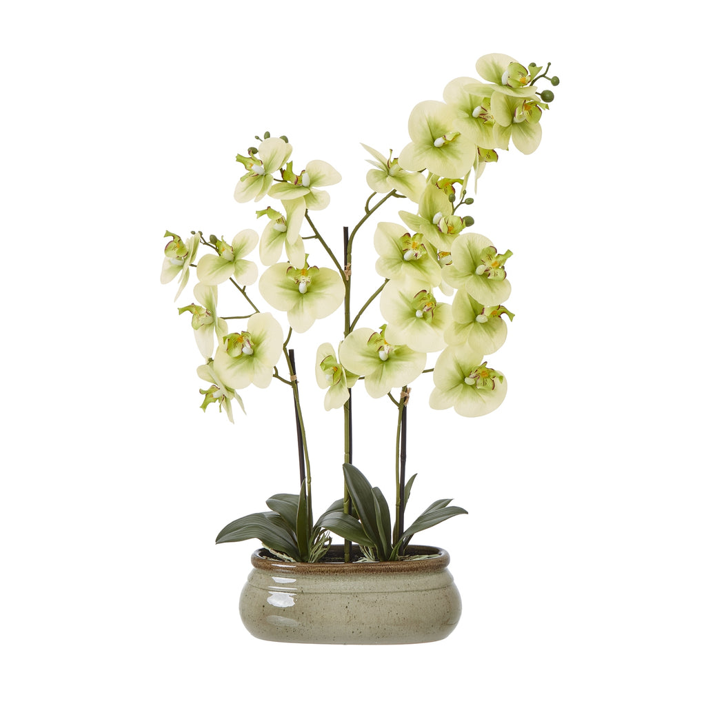 Large Green Orchid In Ceramic Pot - Green