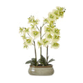 Large Green Orchid In Ceramic Pot - Green