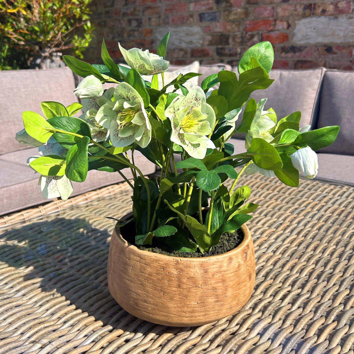 Green Hellebore Plant In Taupe Pot - Green